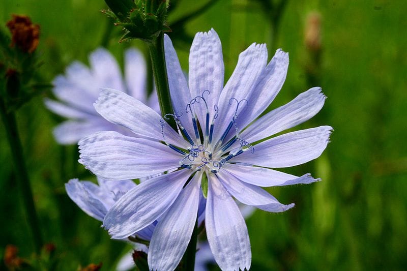 Foto cichorium intybus